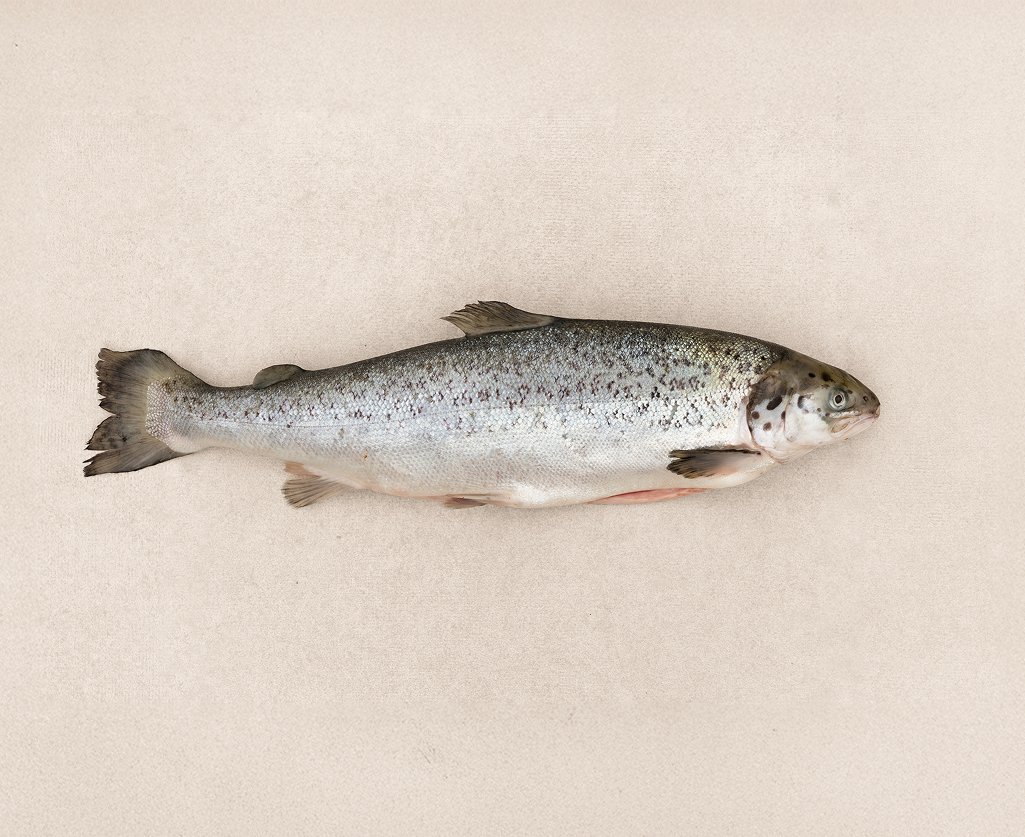 Ganzer Lachs